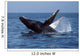 Humpback Whale Breaching Mexico Wall Decal