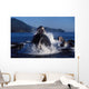 Group Humpback Whale Feeding Wall Decal Design 2