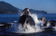 Group Humpback Whale Feeding Wall Decal Design 2