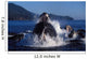 Group Humpback Whale Feeding Wall Decal Design 2