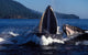 Group Humpback Whale Feeding Wall Decal Design 1