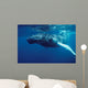 Humpback Whale Calf Silver Wall Decal