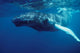 Humpback Whale Calf Silver Wall Decal