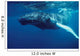 Humpback Whale Calf Silver Wall Decal