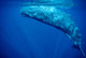 Sperm Whale Azores Islands Wall Decal Design 2