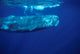 Sperm Whale Azores Islands Wall Decal Design 1
