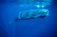 Sperm Whale Photographed off Wall Decal Design 4