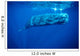 Sperm Whale Photographed off Wall Decal Design 4