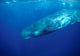 Sperm Whale Photographed off Wall Decal Design 3