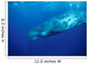 Sperm Whale Photographed off Wall Decal Design 3