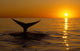 Northern Right Whale Sunset Wall Decal Design 2