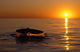 Northern Right Whale Sunset Wall Decal Design 1