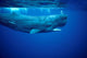 Sperm Whale Photographed off Wall Decal Design 2