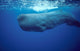 Sperm Whale Photographed off Wall Decal Design 1