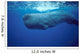 Sperm Whale Photographed off Wall Decal Design 1