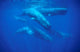 Group Sperm Whale Swimming Wall Decal Design 2