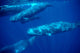Group Sperm Whale Swimming Wall Decal Design 1