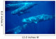 Group Sperm Whale Swimming Wall Decal Design 1