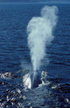 Blue Whale Photographed Gulf Wall Decal Design 2