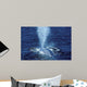 Blue Whale Photographed Gulf Wall Decal Design 1