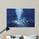 Blue Whale Photographed Gulf Wall Decal Design 1