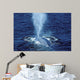 Blue Whale Photographed Gulf Wall Decal Design 1