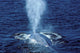 Blue Whale Photographed Gulf Wall Decal Design 1