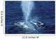Blue Whale Photographed Gulf Wall Decal Design 1