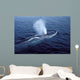 Fin Whale Gulf Maine Wall Decal