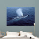 Fin Whale Gulf Maine Wall Decal