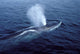 Fin Whale Gulf Maine Wall Decal