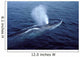 Fin Whale Gulf Maine Wall Decal