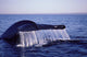 Tail Fluke Blue Whale Wall Decal Design 2