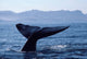 Tail Fluke Blue Whale Wall Decal Design 1