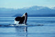 Male Killer Whale Breaching Wall Decal