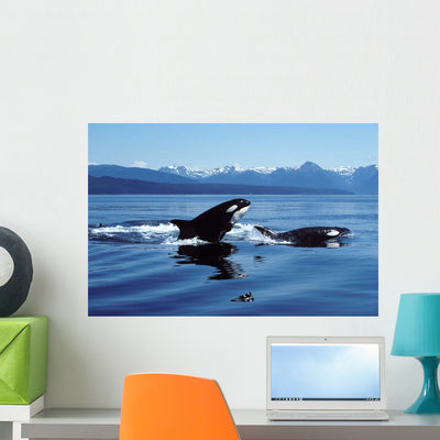 Killer Whales Breaching Icy Wall Decal shown on a wall