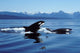Killer Whales Breaching Icy Wall Decal