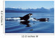 Killer Whales Breaching Icy Wall Decal