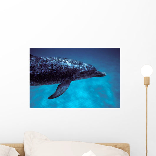 Atlantic Spotted Dolphin Grand Wall Decal Design 4