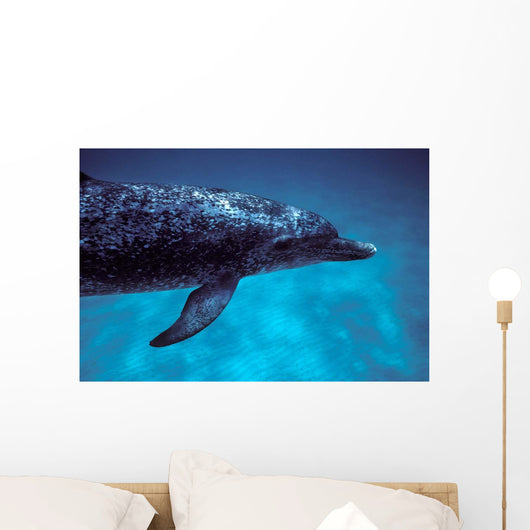 Atlantic Spotted Dolphin Grand Wall Decal Design 4