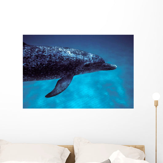 Atlantic Spotted Dolphin Grand Wall Decal Design 4