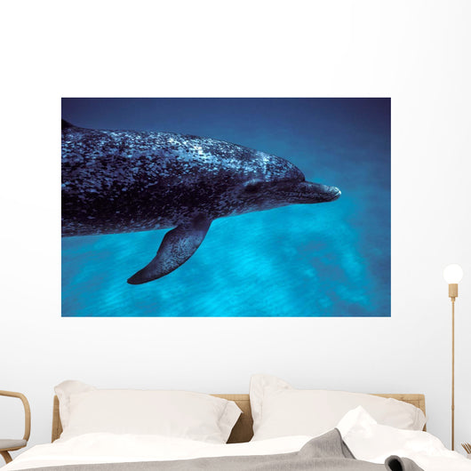 Atlantic Spotted Dolphin Grand Wall Decal Design 4