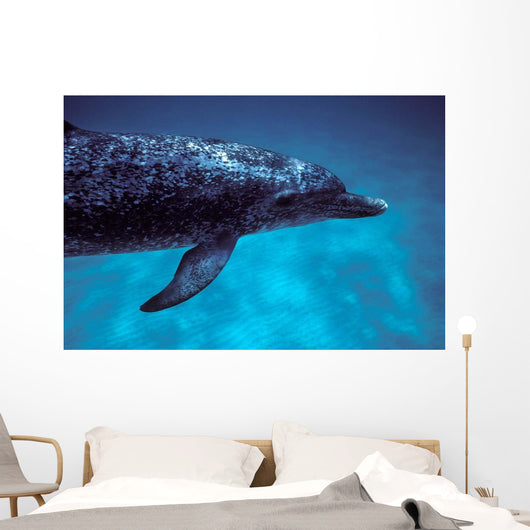 Atlantic Spotted Dolphin Grand Wall Decal Design 4