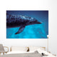 Atlantic Spotted Dolphin Grand Wall Decal Design 4