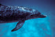 Atlantic Spotted Dolphin Grand Wall Decal Design 4