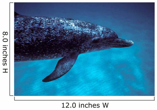 Atlantic Spotted Dolphin Grand Wall Decal Design 4