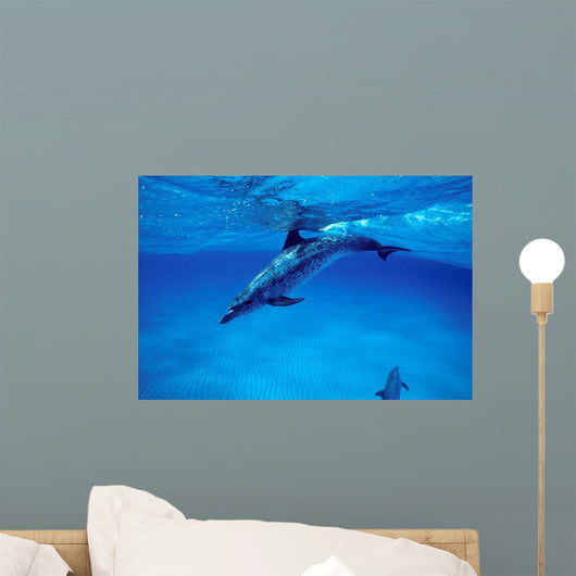 Atlantic Spotted Dolphin Grand Wall Decal Design 3