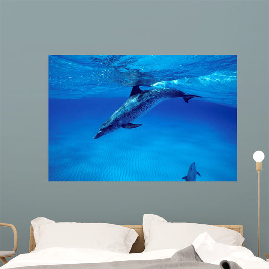 Atlantic Spotted Dolphin Grand Wall Decal Design 3