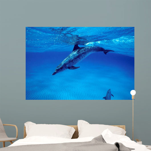 Atlantic Spotted Dolphin Grand Wall Decal Design 3