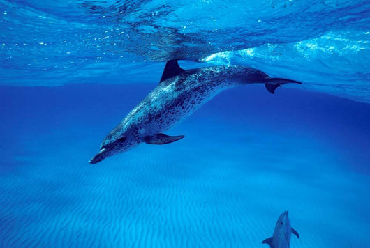 Atlantic Spotted Dolphin Grand Wall Decal Design 3
